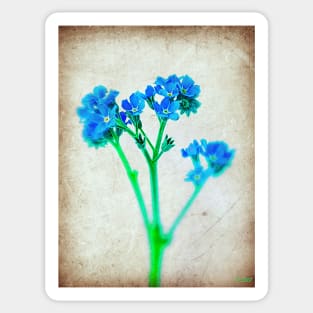 Forget Me Not Flower Sticker